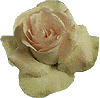 rose04.gif